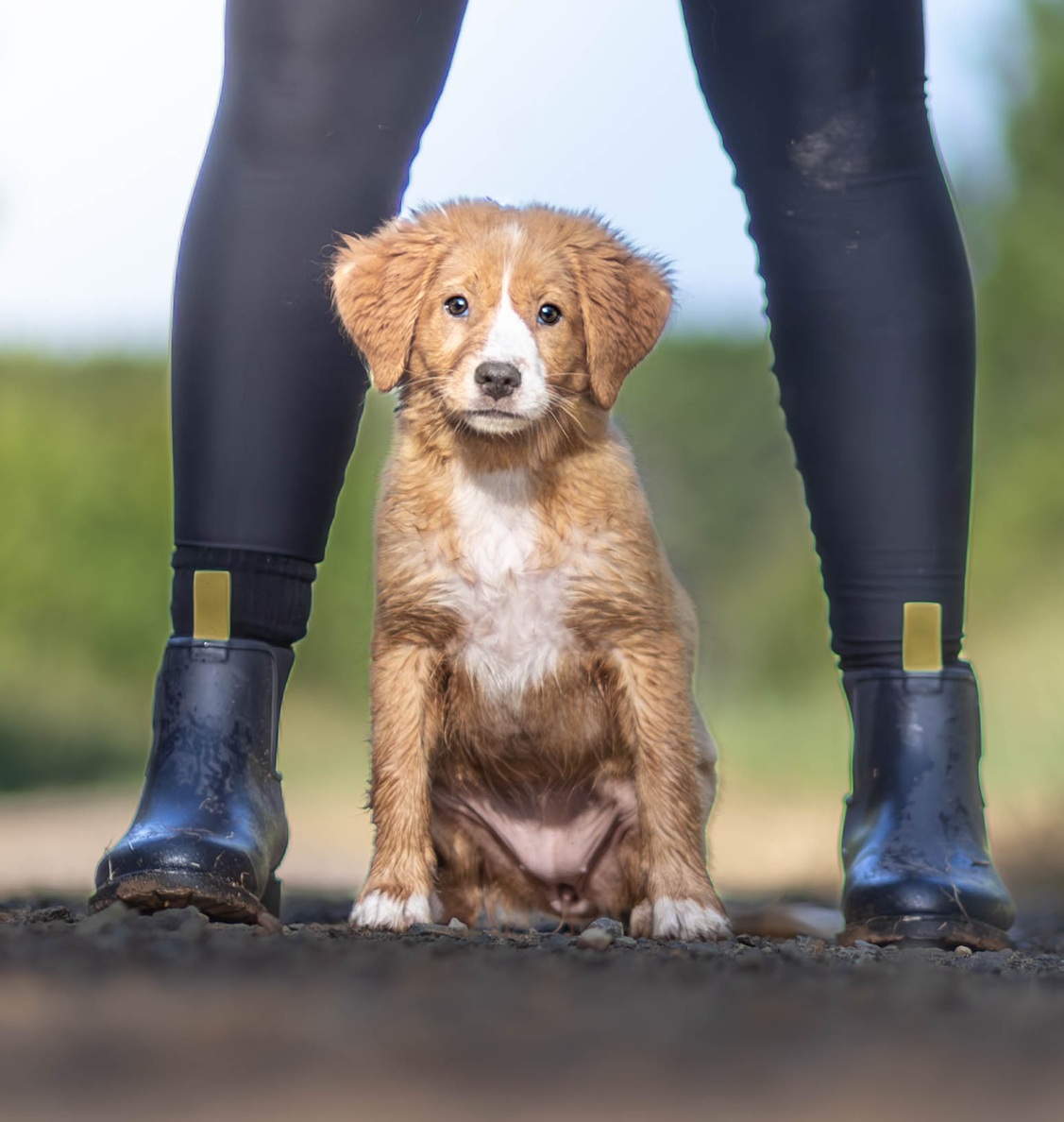 Puppy training with The Everyday Dog Trainer, North Brisbane Toller puppy sitting calmly between owner's boots during a North Brisbane dog training session